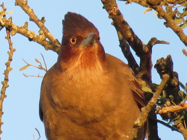 Brown Cacholote - ML594663981