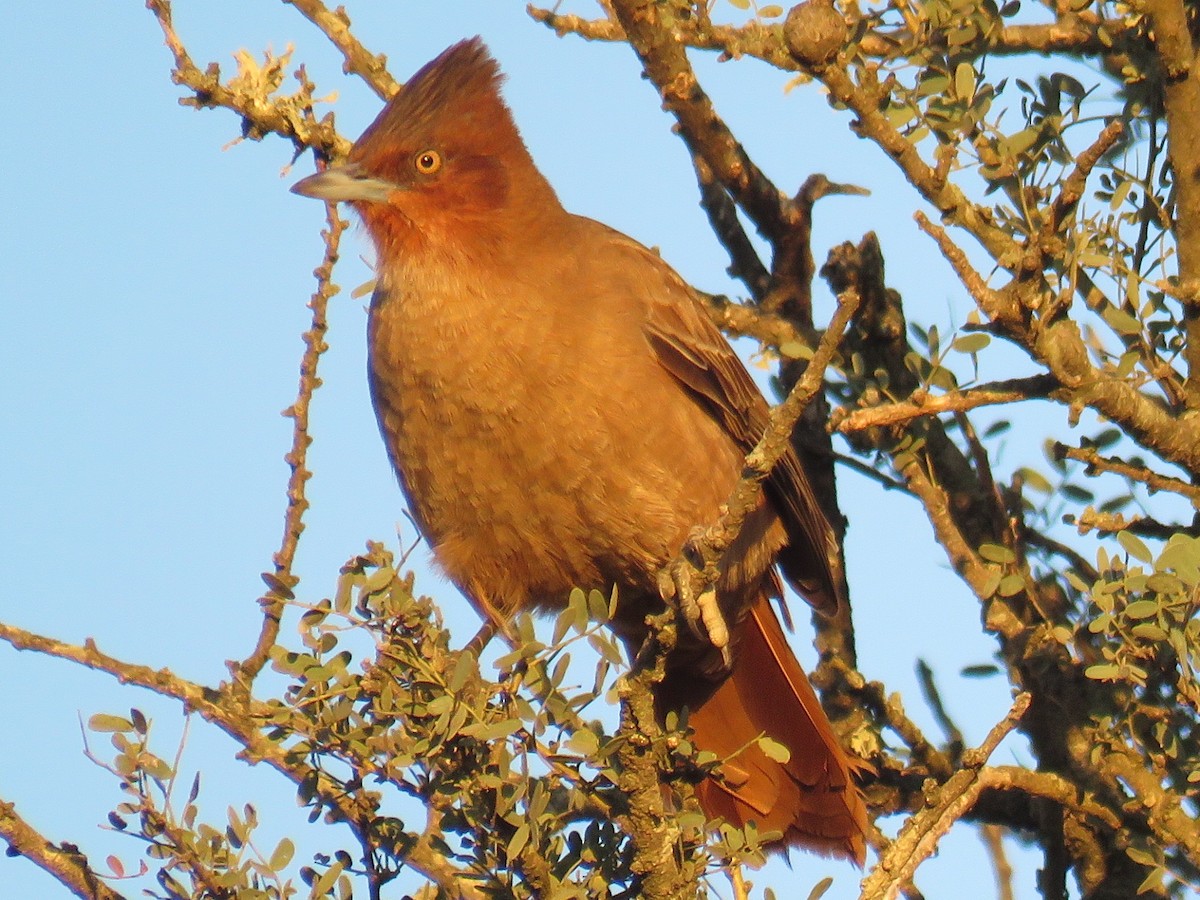 Brown Cacholote - ML594663991