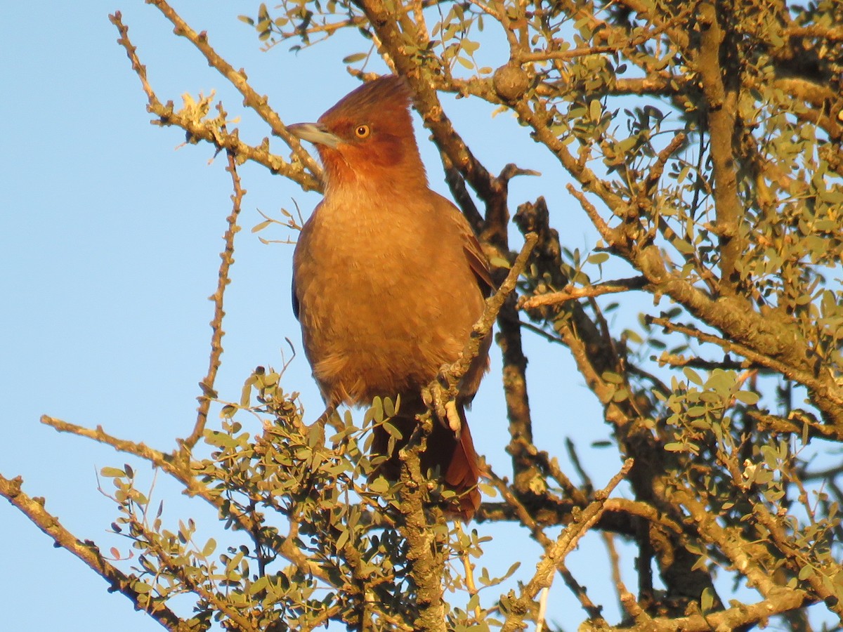 Brown Cacholote - ML594664001