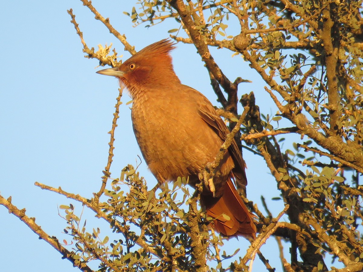 Brown Cacholote - ML594664021