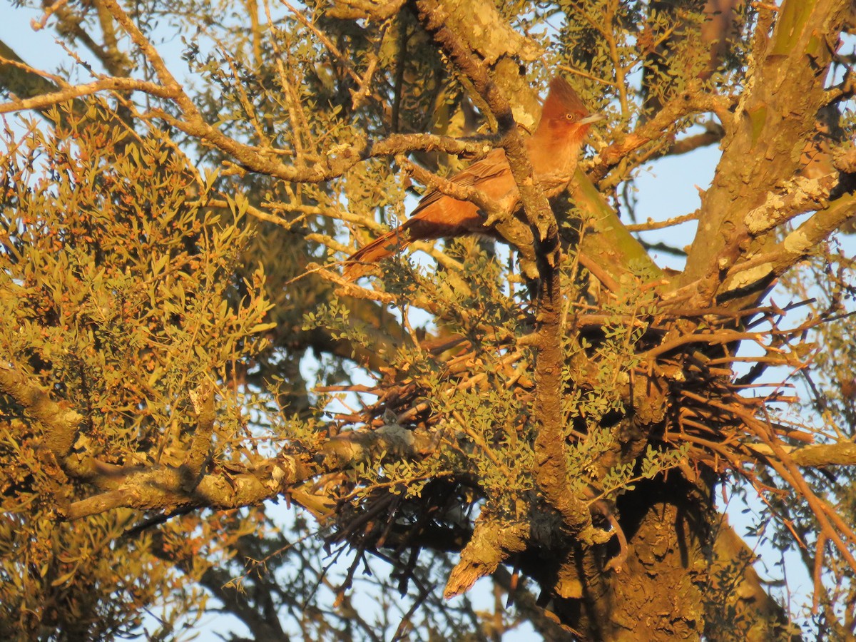 Brown Cacholote - ML594664051