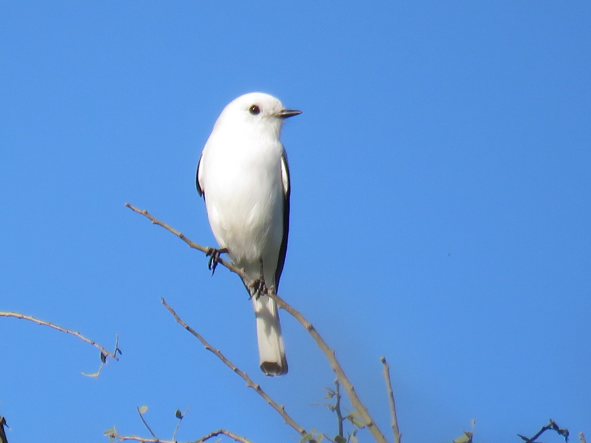 White Monjita - ML594664111