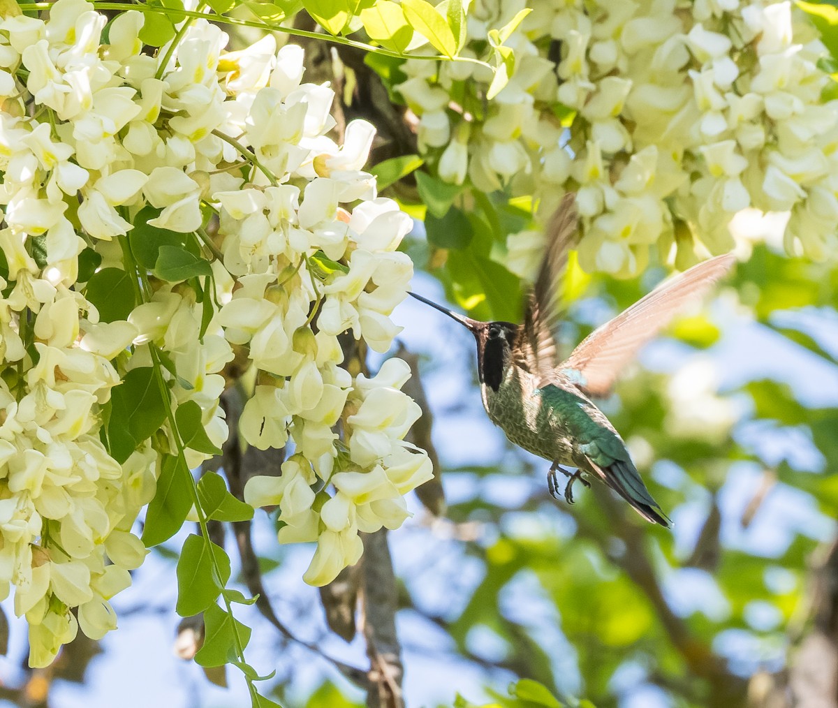 Anna's Hummingbird - ML594664201