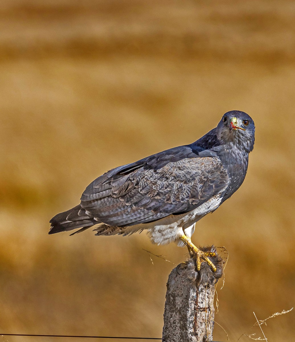 Black-chested Buzzard-Eagle - Daniel Luciano