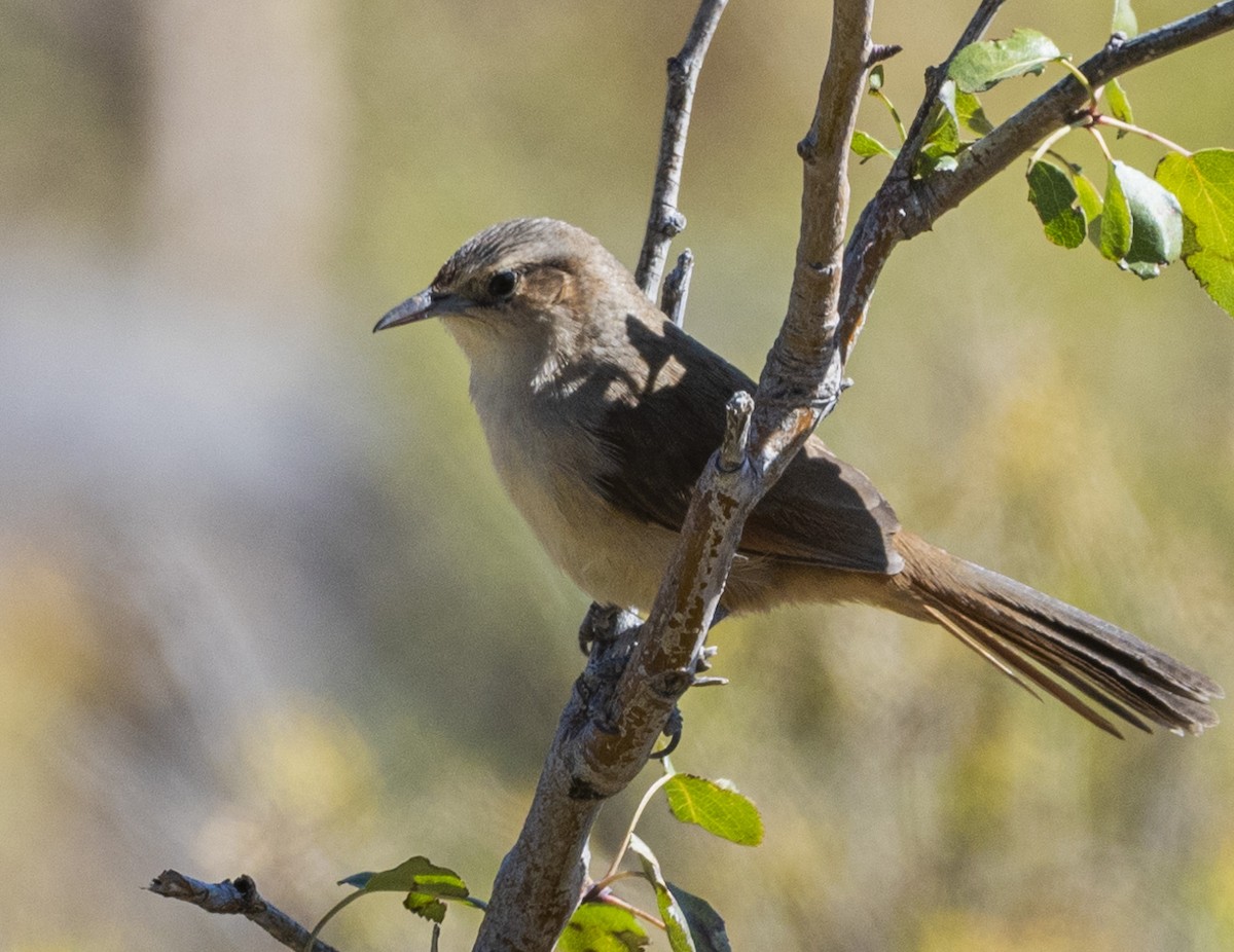 Streak-fronted Thornbird - Daniel Luciano