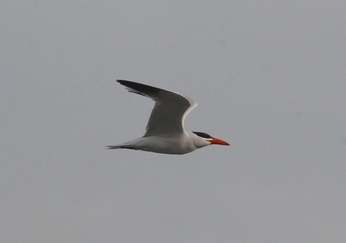 Caspian Tern - ML594665341