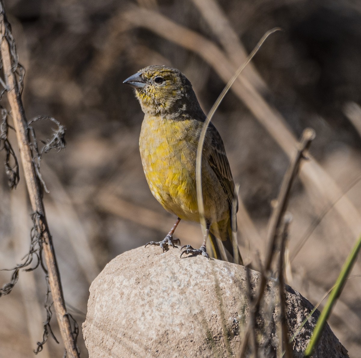 Greenish Yellow-Finch - Daniel Luciano