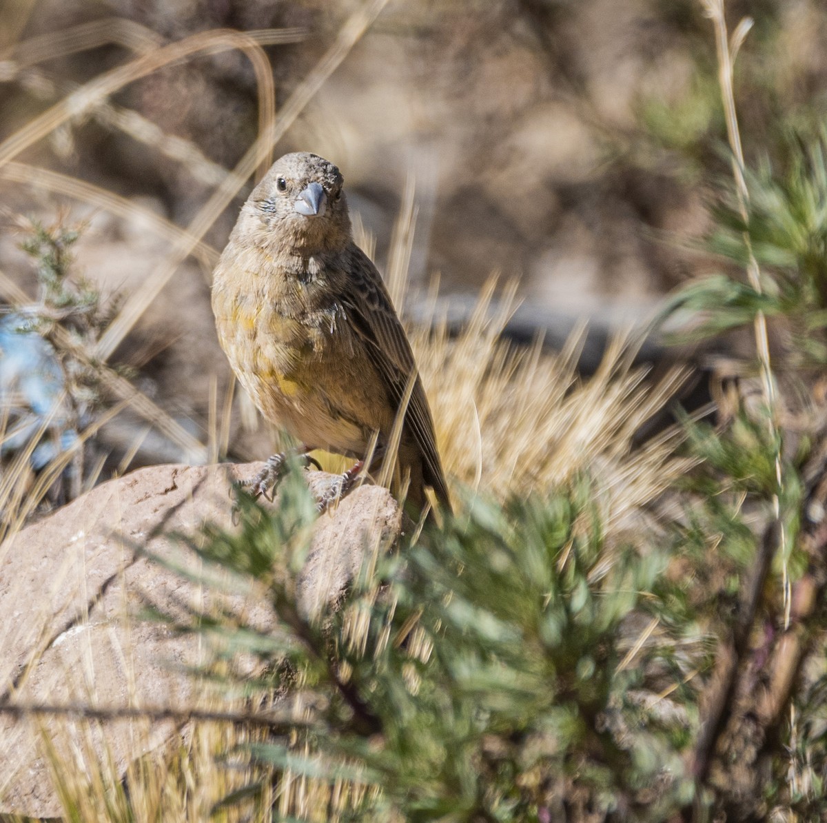 Greenish Yellow-Finch - Daniel Luciano