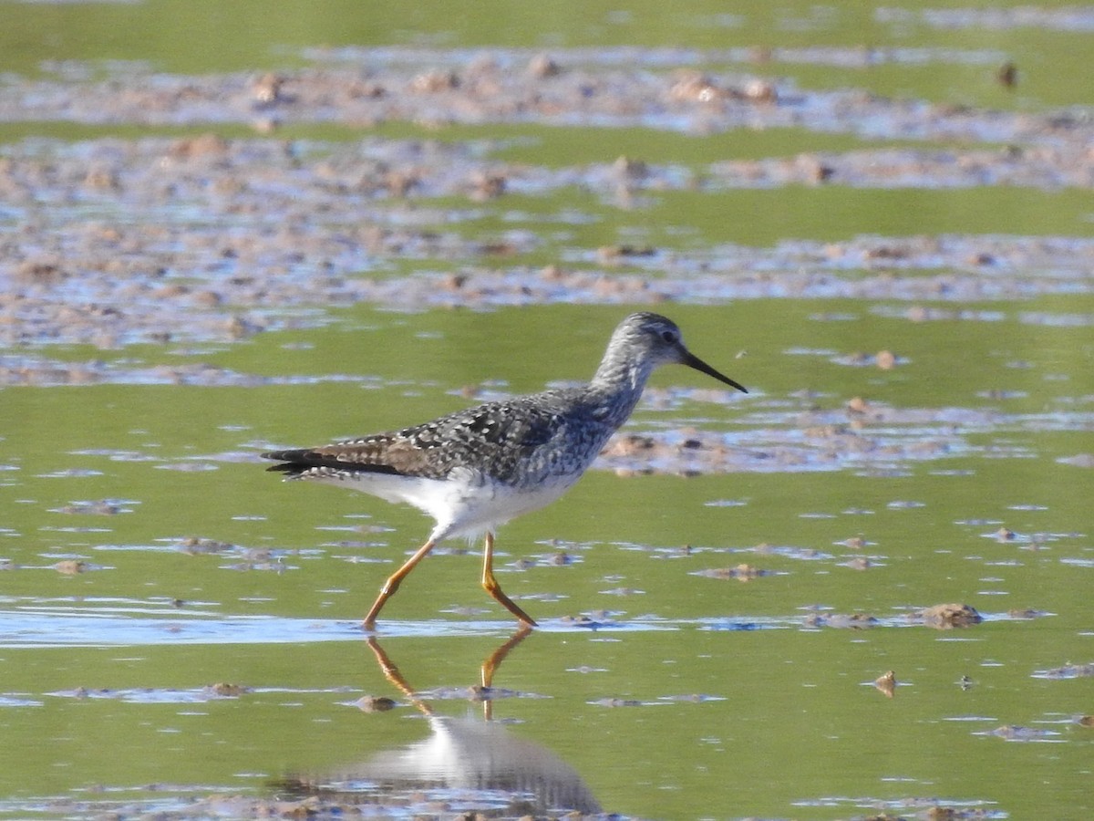 Lesser Yellowlegs - ML594665771