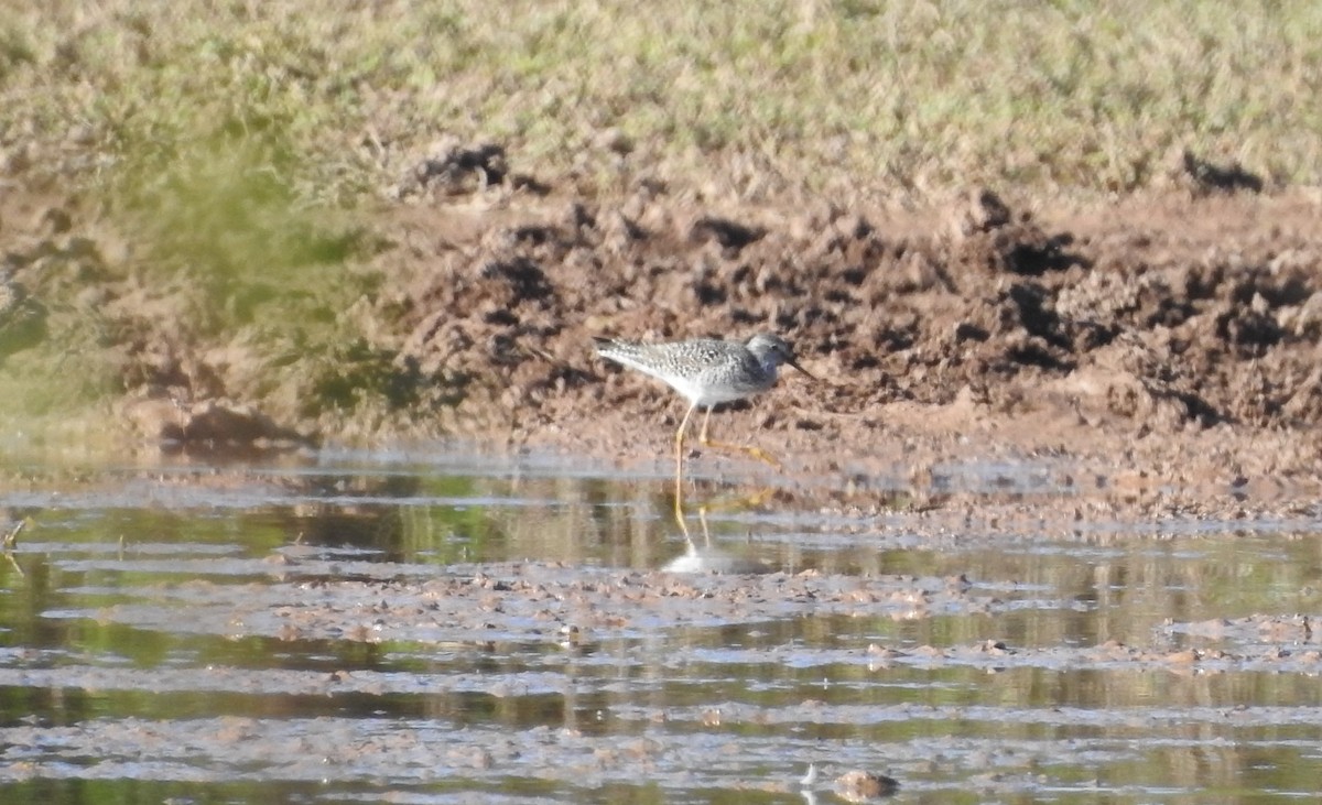 Lesser Yellowlegs - ML594665931