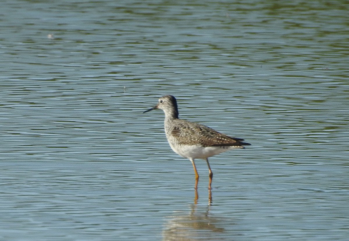Lesser Yellowlegs - ML594665981