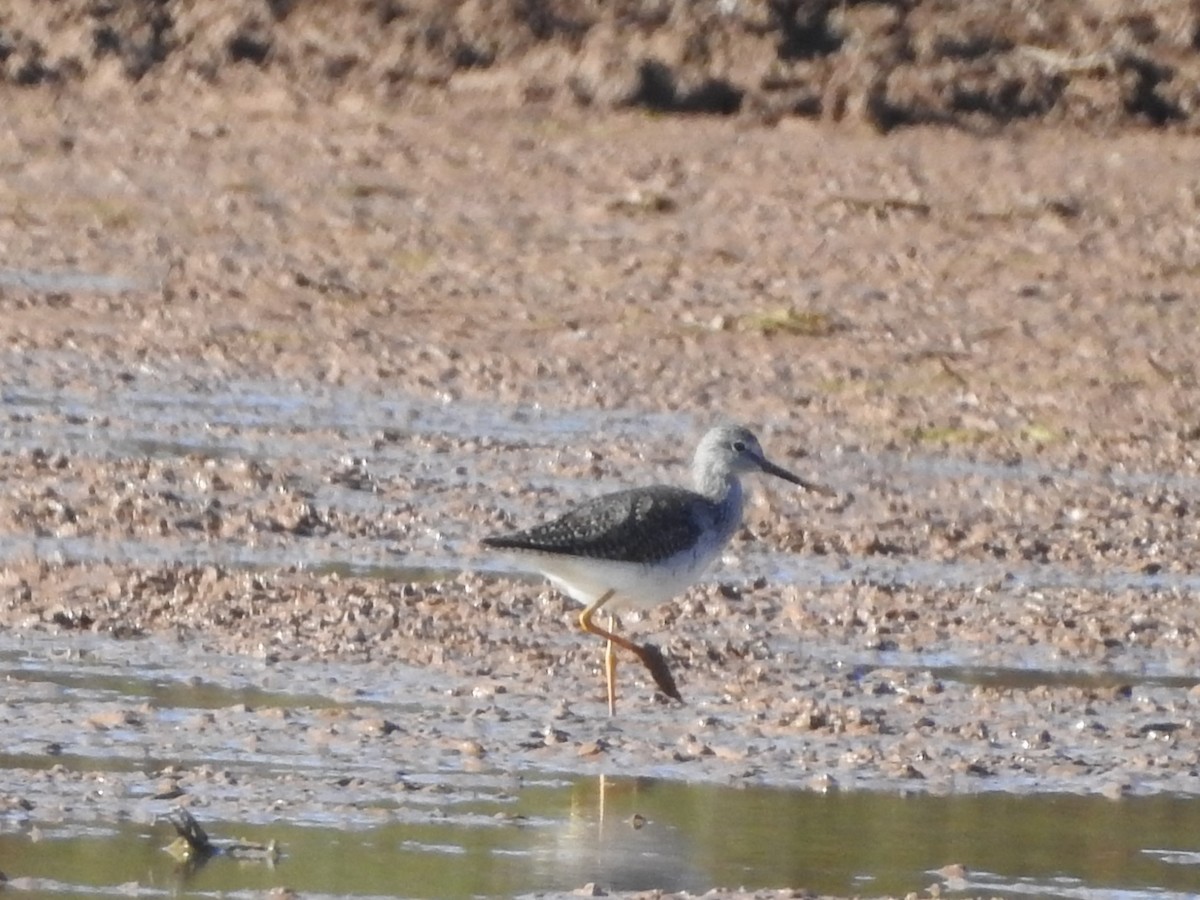 Greater Yellowlegs - ML594665991