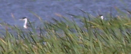 Western Grebe - ML59466601