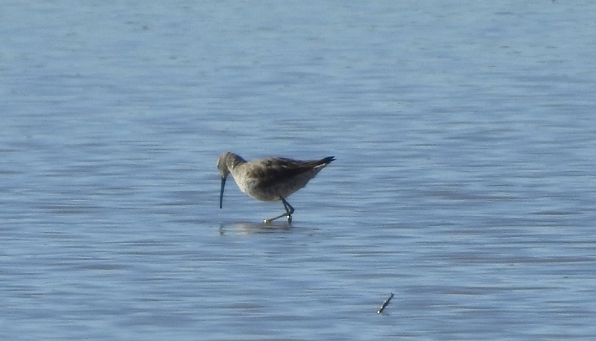 Stilt Sandpiper - ML594666151
