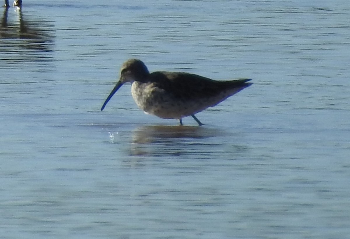 Stilt Sandpiper - ML594666171