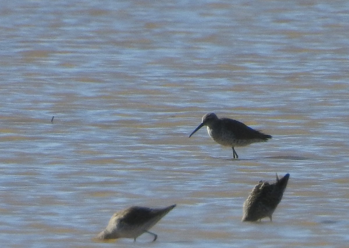 Stilt Sandpiper - ML594666311