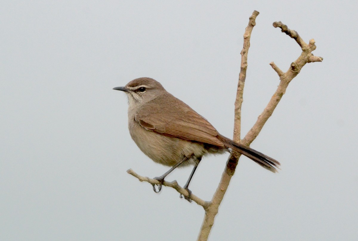 Karoo Scrub-Robin - ML594667081