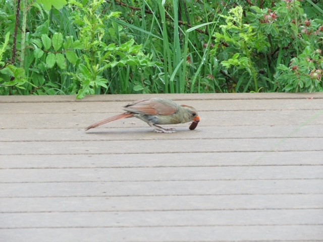 Northern Cardinal - OCRC -  WP