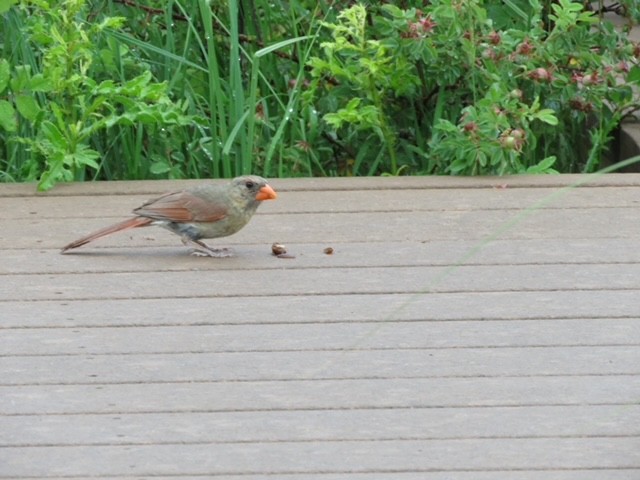 Rotkardinal - ML594667281