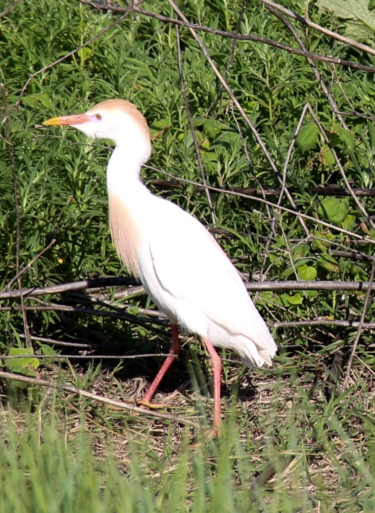 Western Cattle Egret - ML59466801