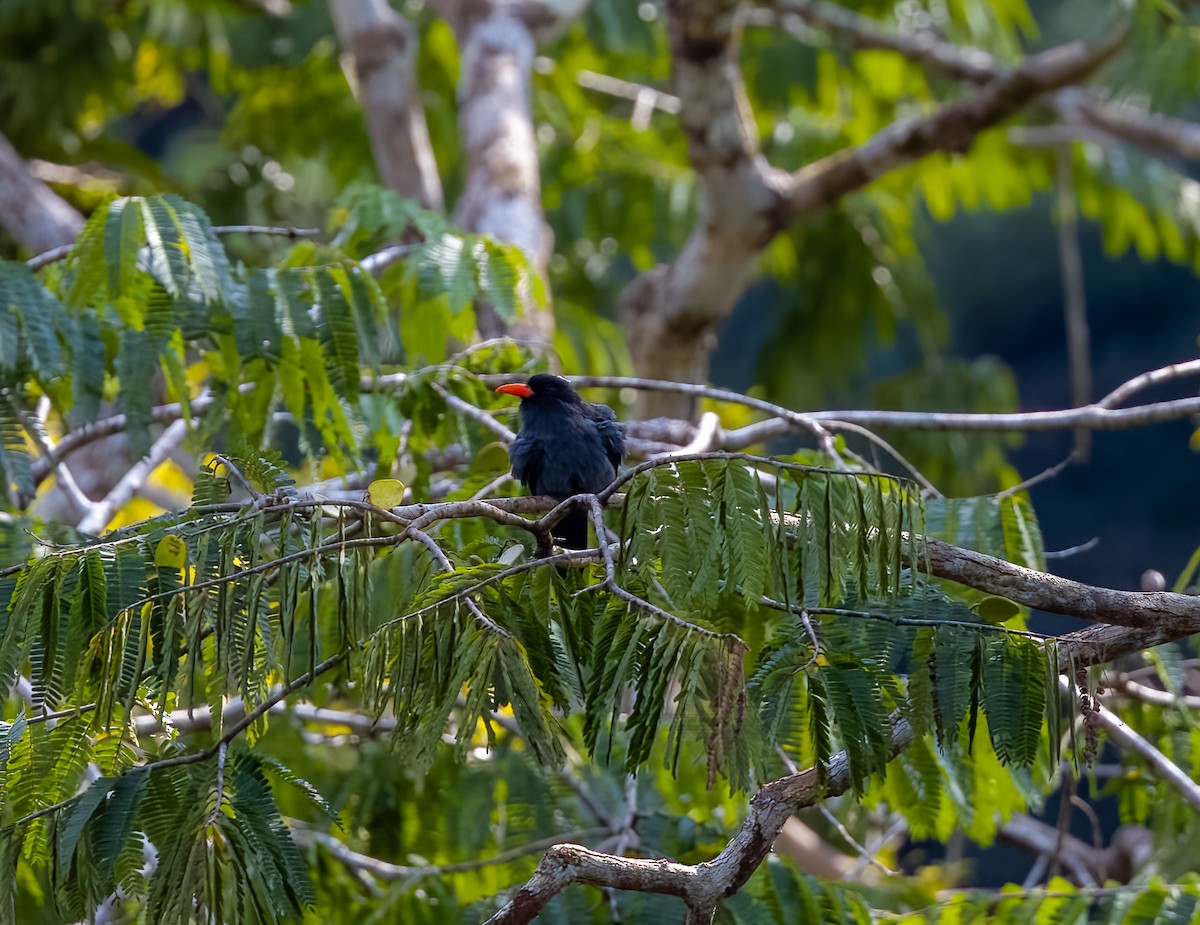 Black-fronted Nunbird - ML594669021