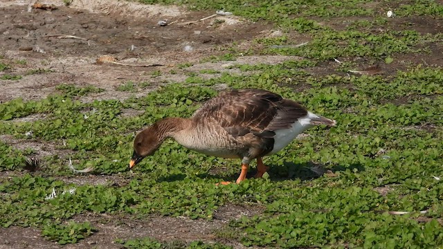 Tundra Bean-Goose - ML594669581