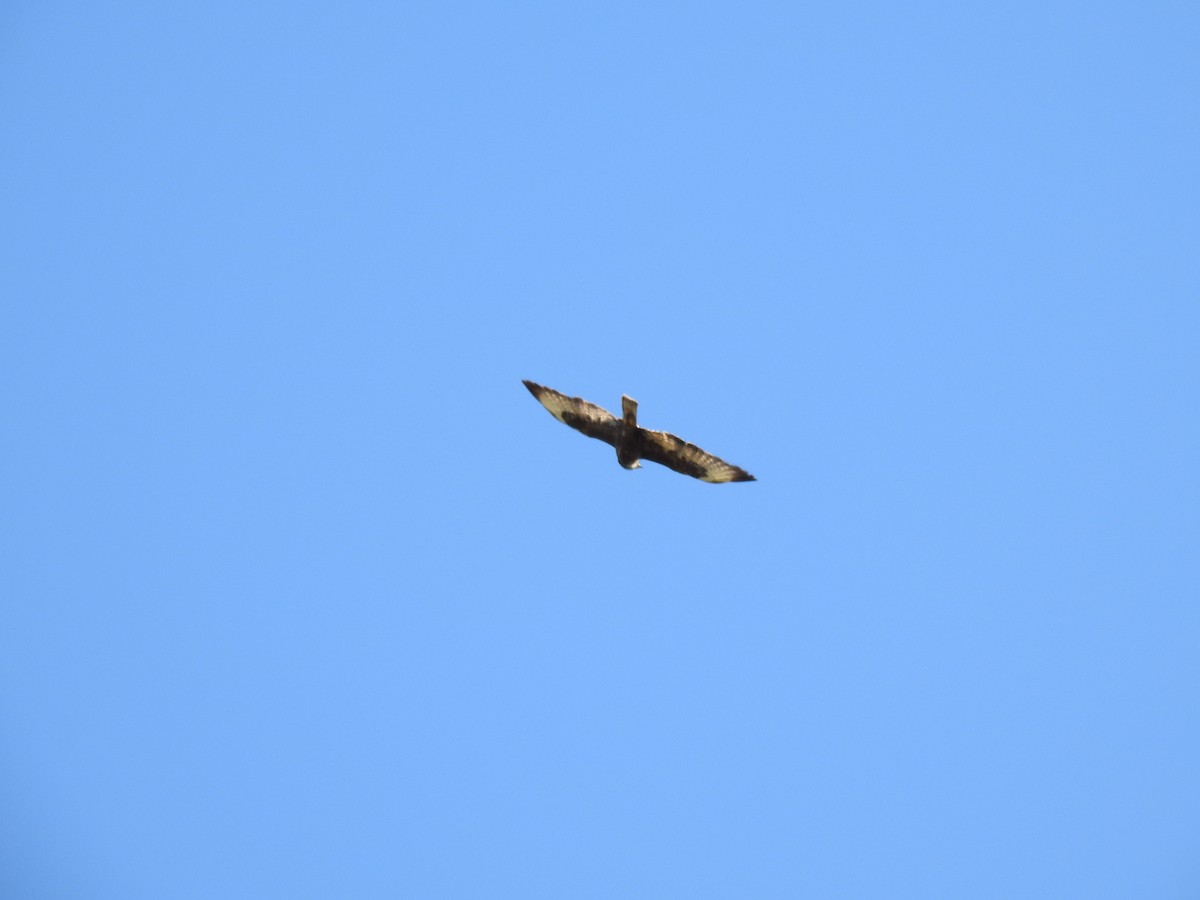 Common Buzzard - Nelson Conceição