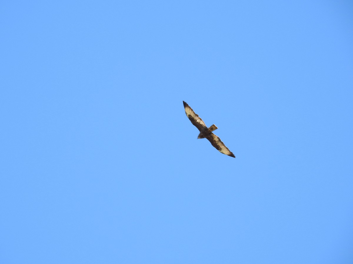 Common Buzzard - ML594670551