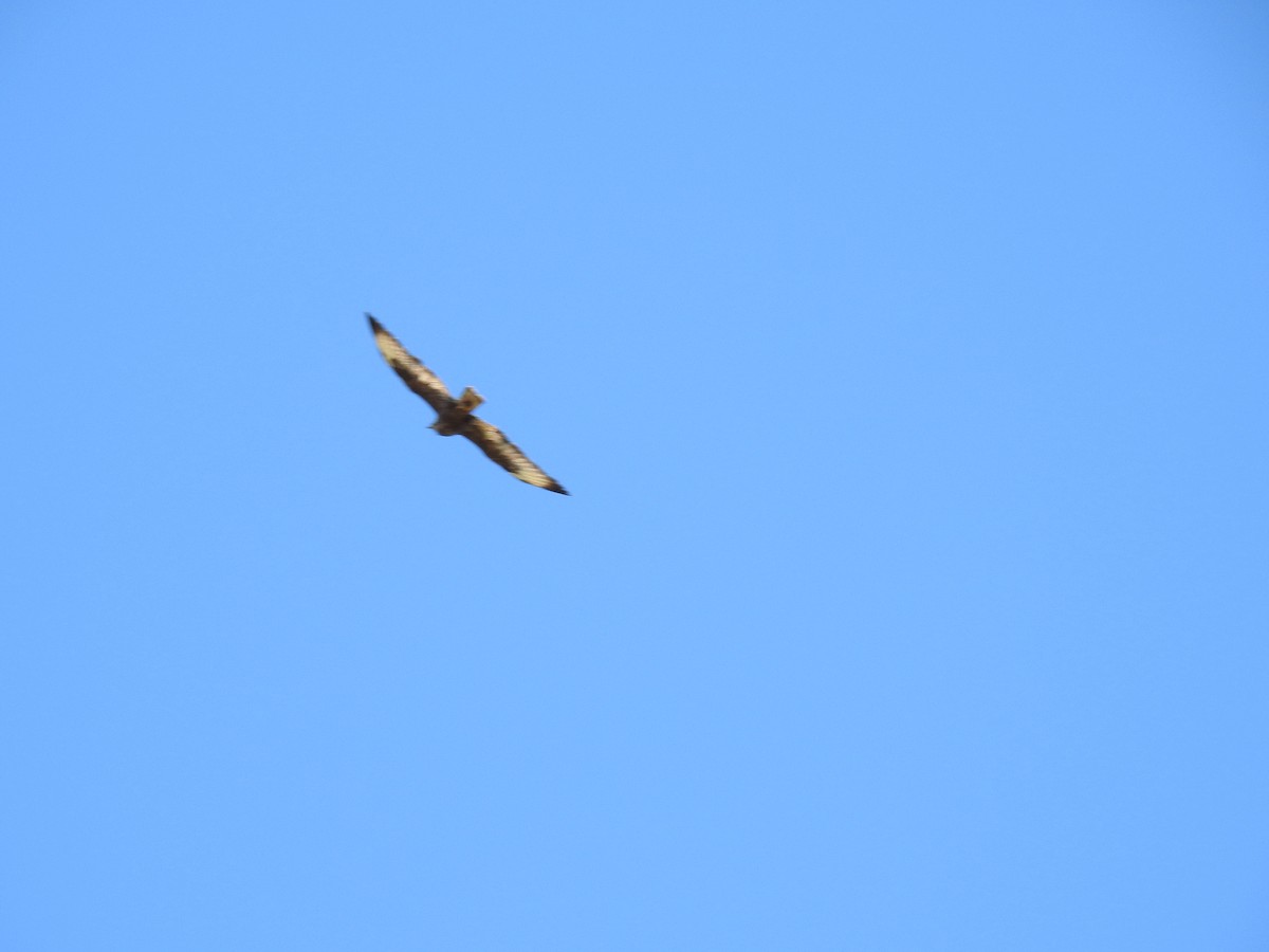 Common Buzzard - ML594670571