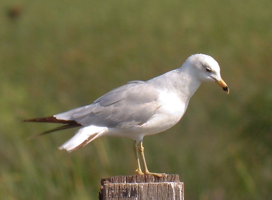 Ring-billed Gull - pamela graber