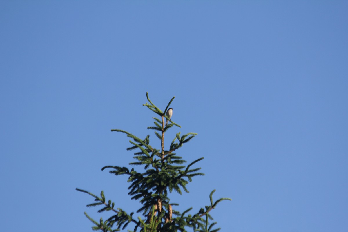 Lesser Gray Shrike - ML594670651