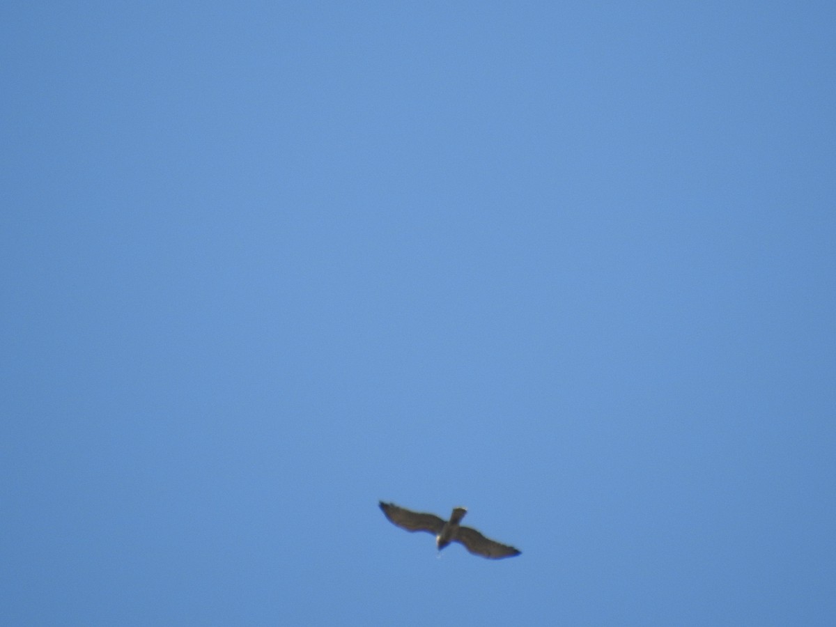 Short-toed Snake-Eagle - ML594670911