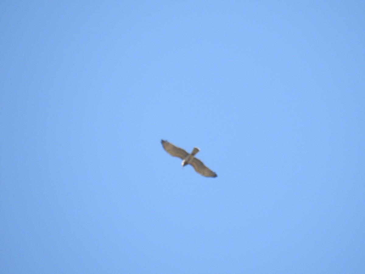 Short-toed Snake-Eagle - Nelson Conceição