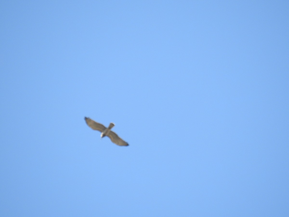 Short-toed Snake-Eagle - Nelson Conceição