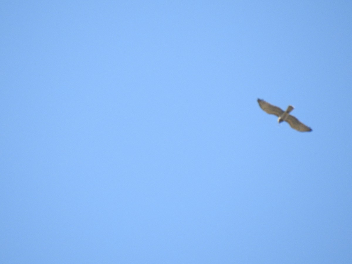 Short-toed Snake-Eagle - ML594671051