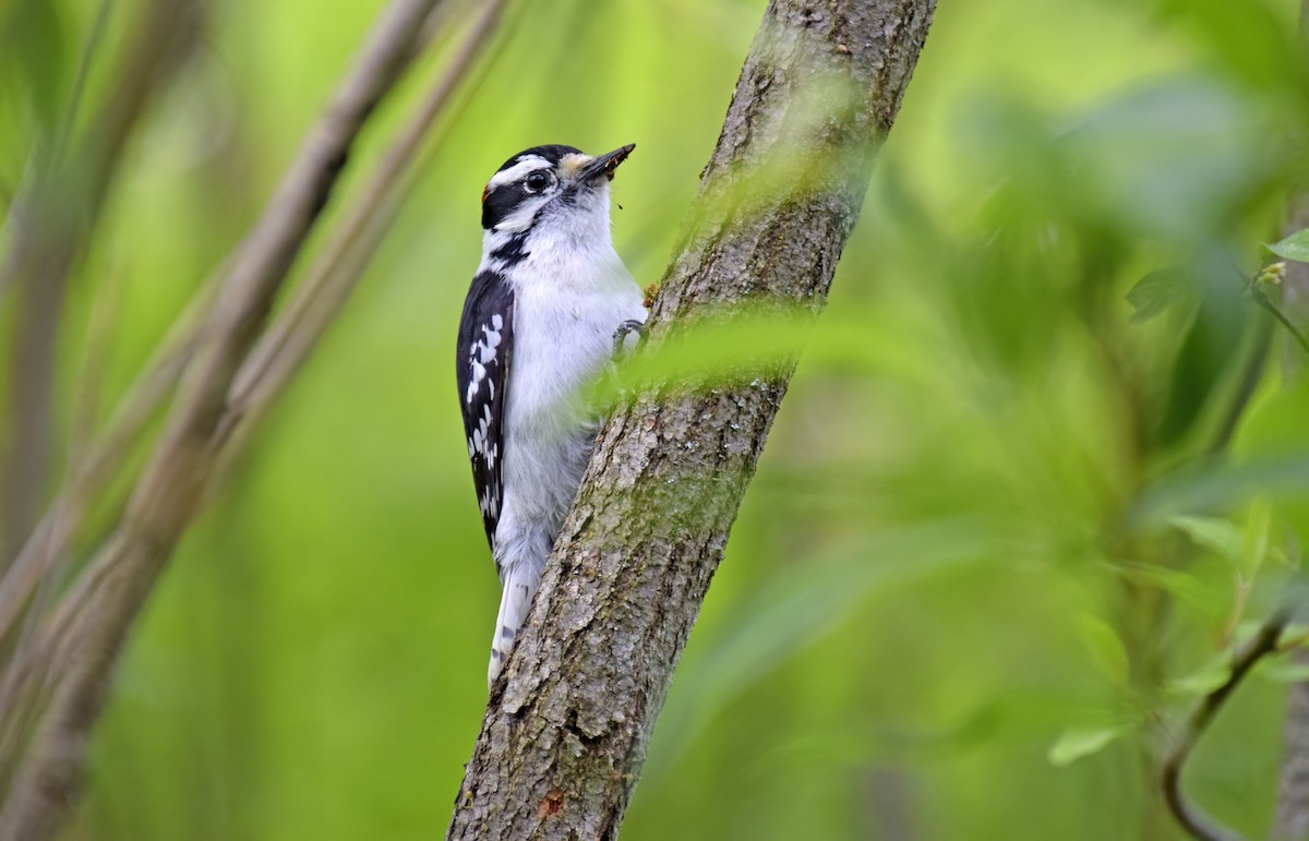 Downy Woodpecker - ML594671471