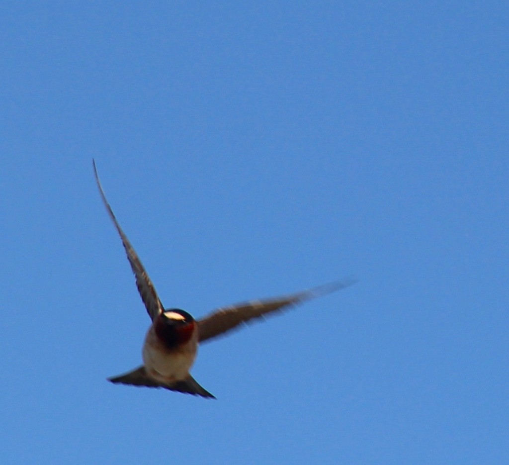 Cliff Swallow - ML59467171