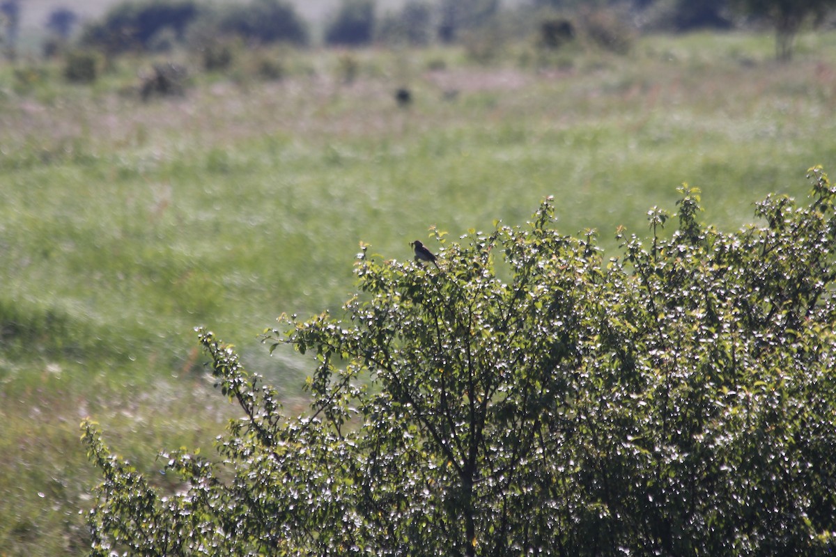 Tree Pipit - D. Smyth