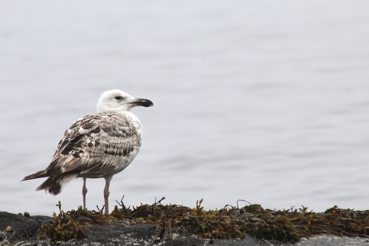 Great Black-backed Gull - ML594673101