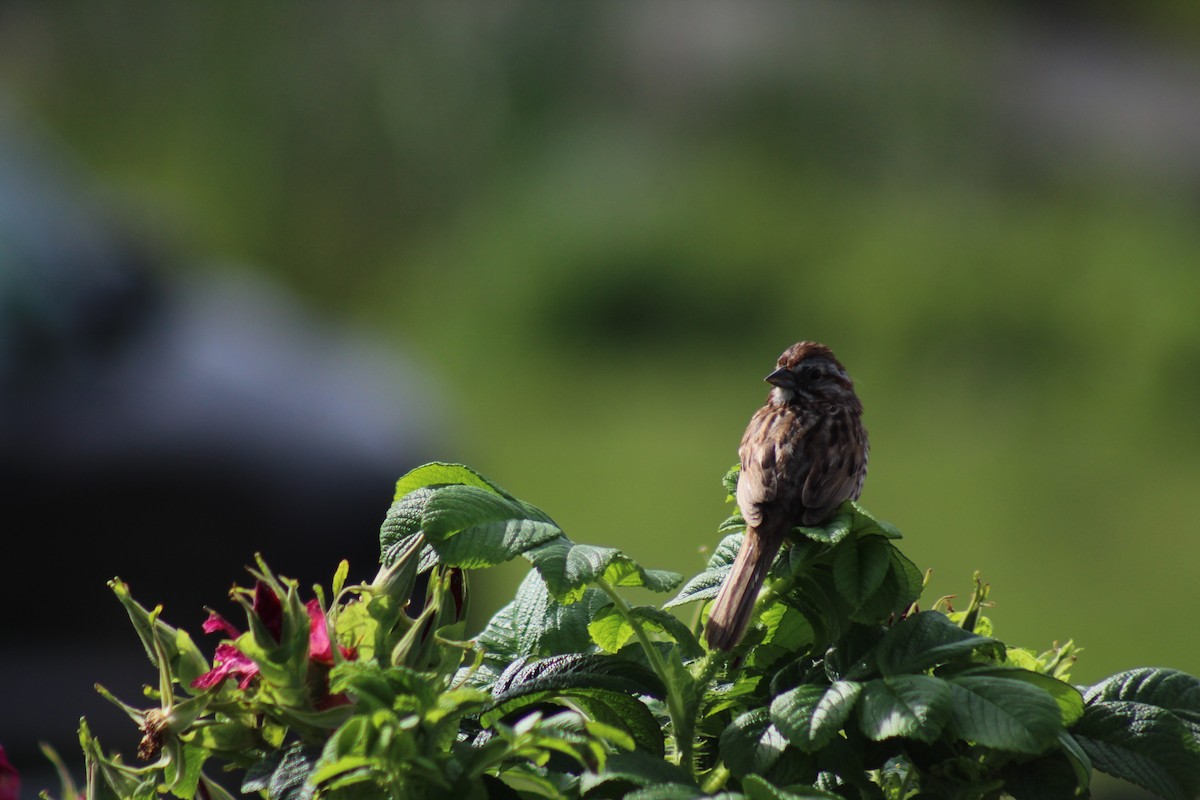 Song Sparrow - ML594673761