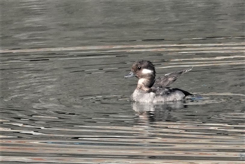 Common Goldeneye - ML594673901