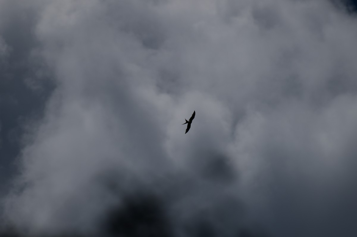 Swallow-tailed Kite - ML594674061