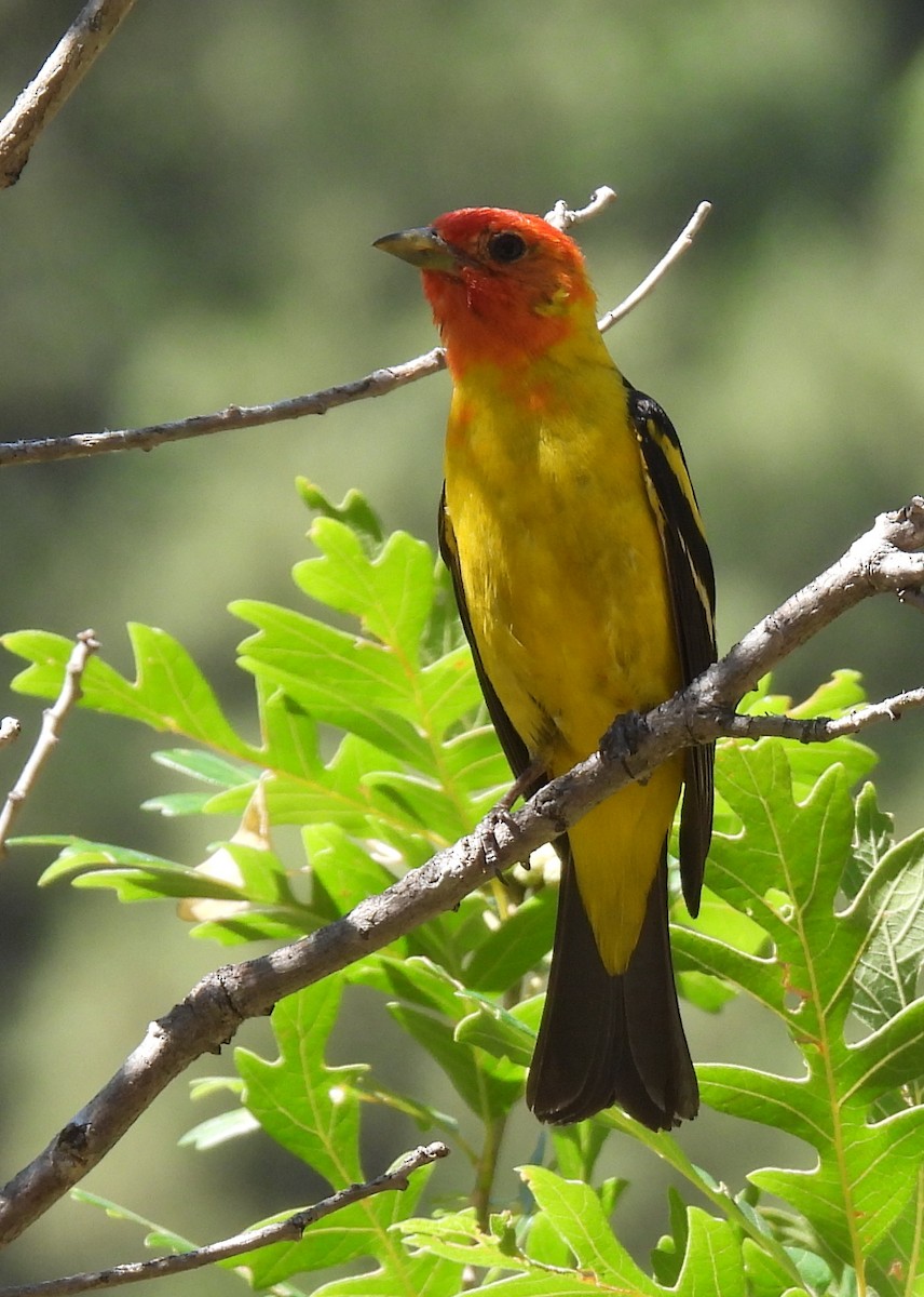 Western Tanager - Mary K Gardner