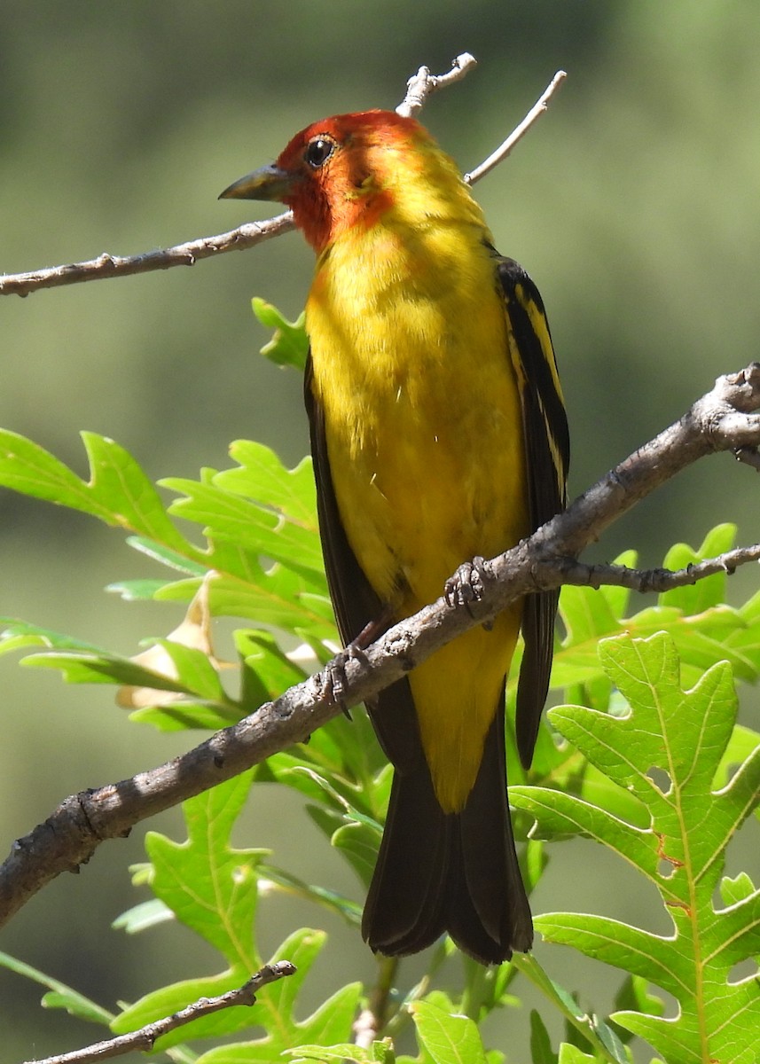 Western Tanager - Mary K Gardner