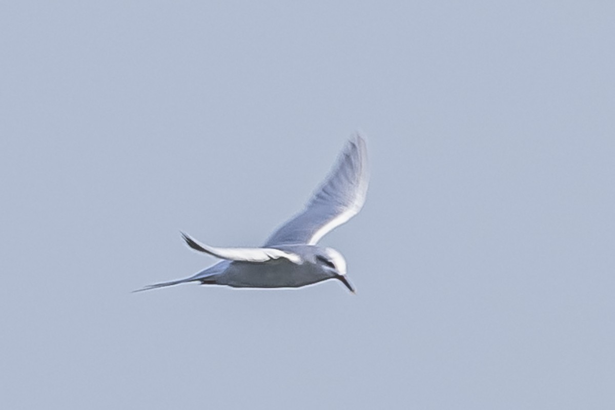 Snowy-crowned Tern - ML594674951