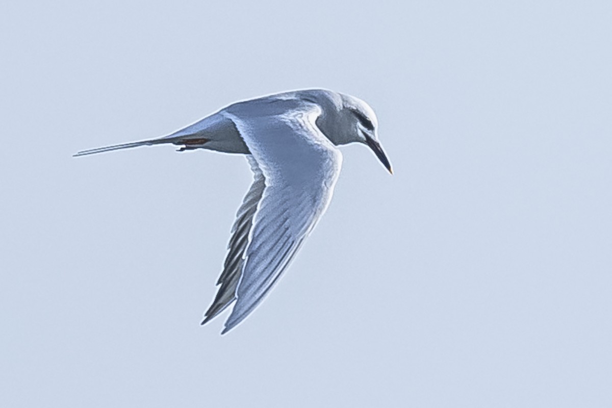 Snowy-crowned Tern - ML594674961