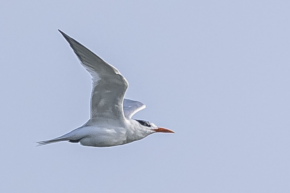 Txenada handi amerikarra - ML594675041