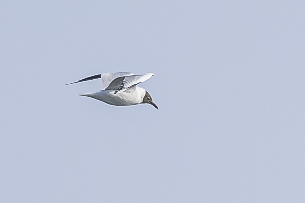 Brown-hooded Gull - ML594675081