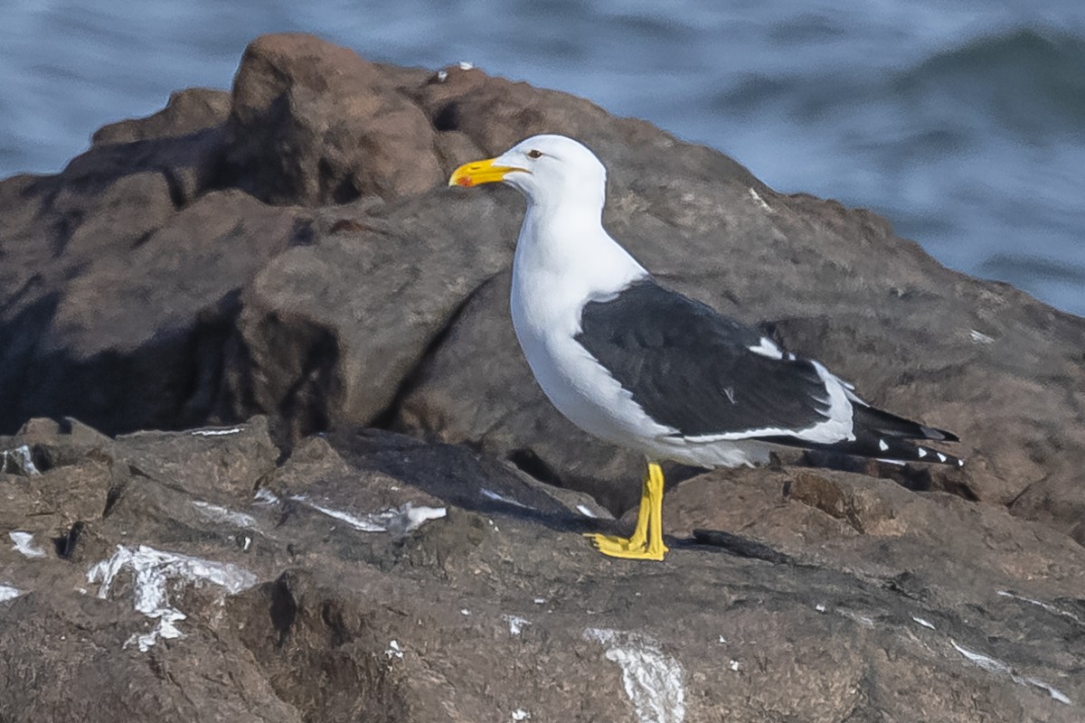 Gaviota Cocinera - ML594675111