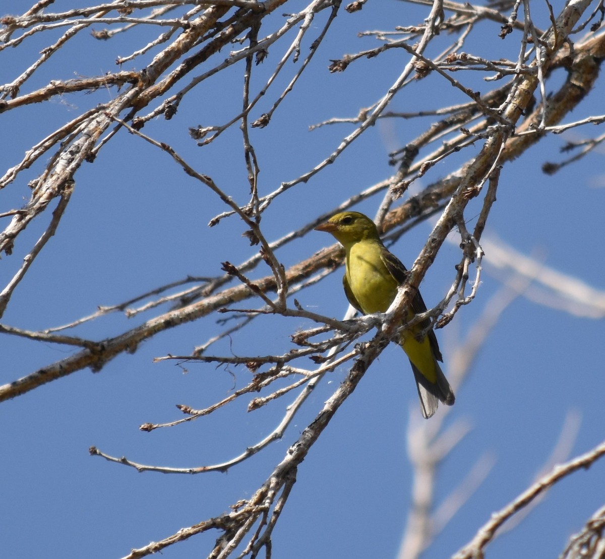 Western Tanager - ML594675121